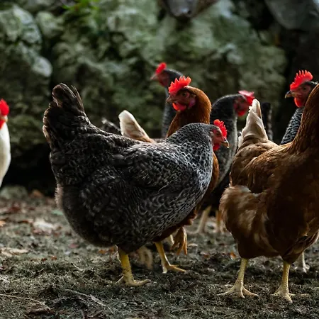 Prázdninový areál Pristava Village Lepena